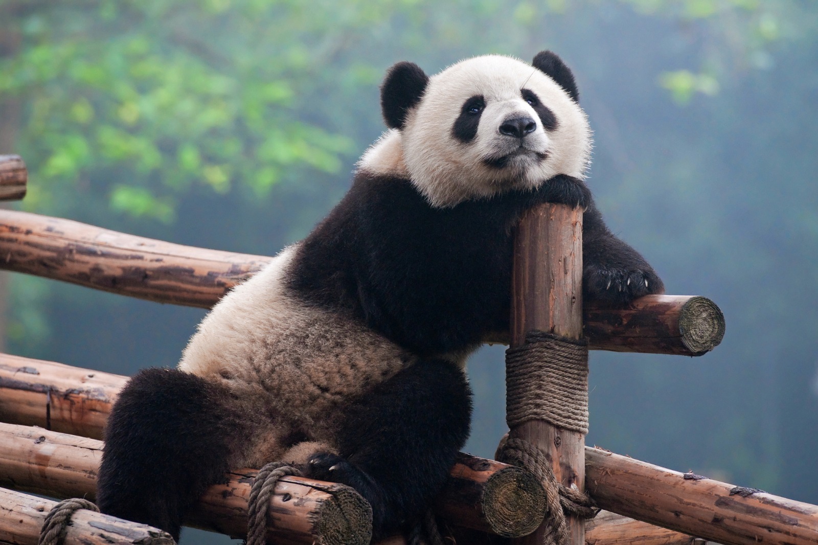 Journey Through China: Chengdu to Chongqing Experience
