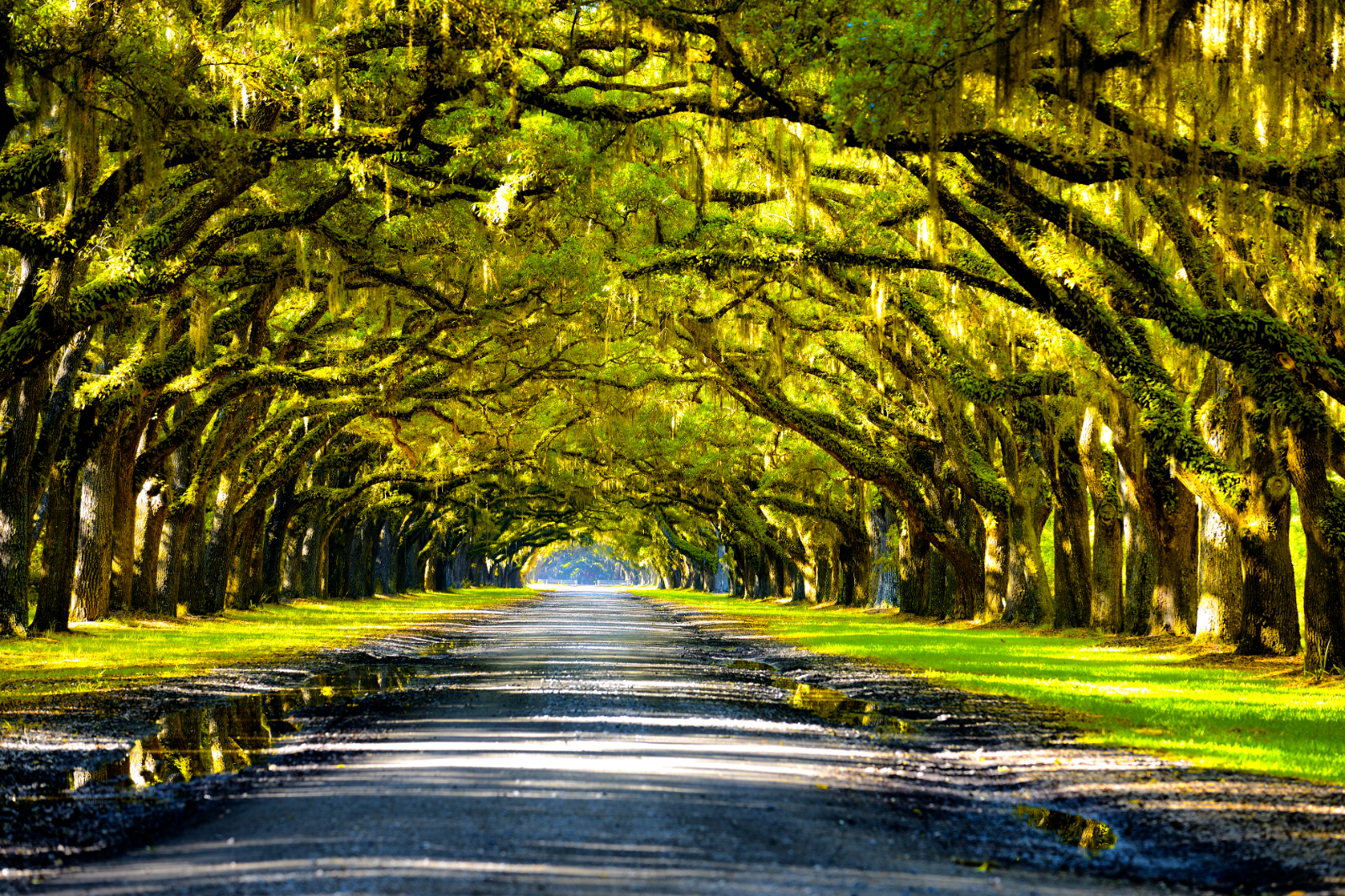Discover Charleston Your Way