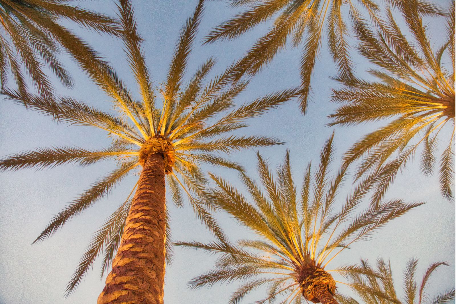 Palm Spring