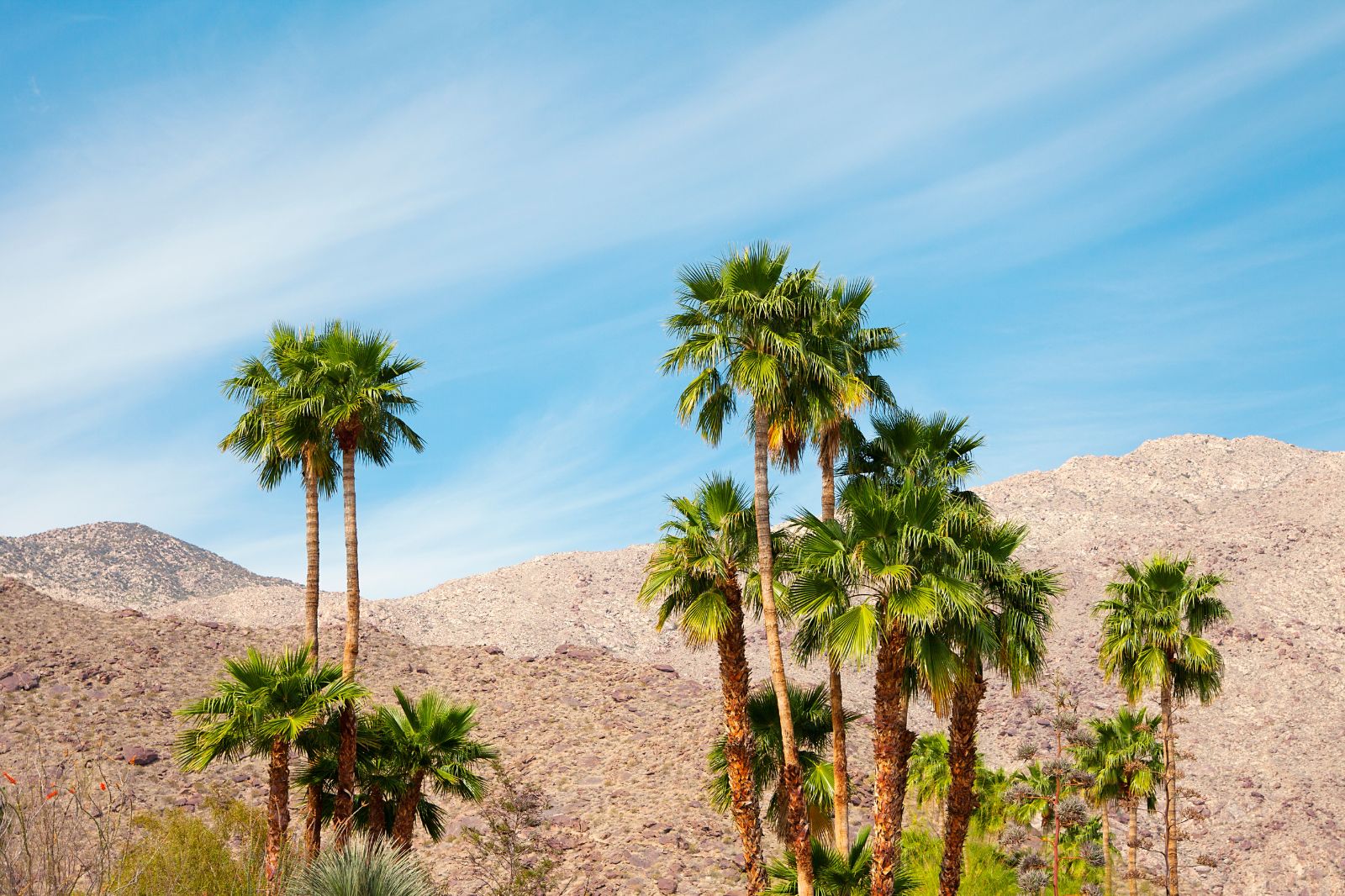Palm Spring