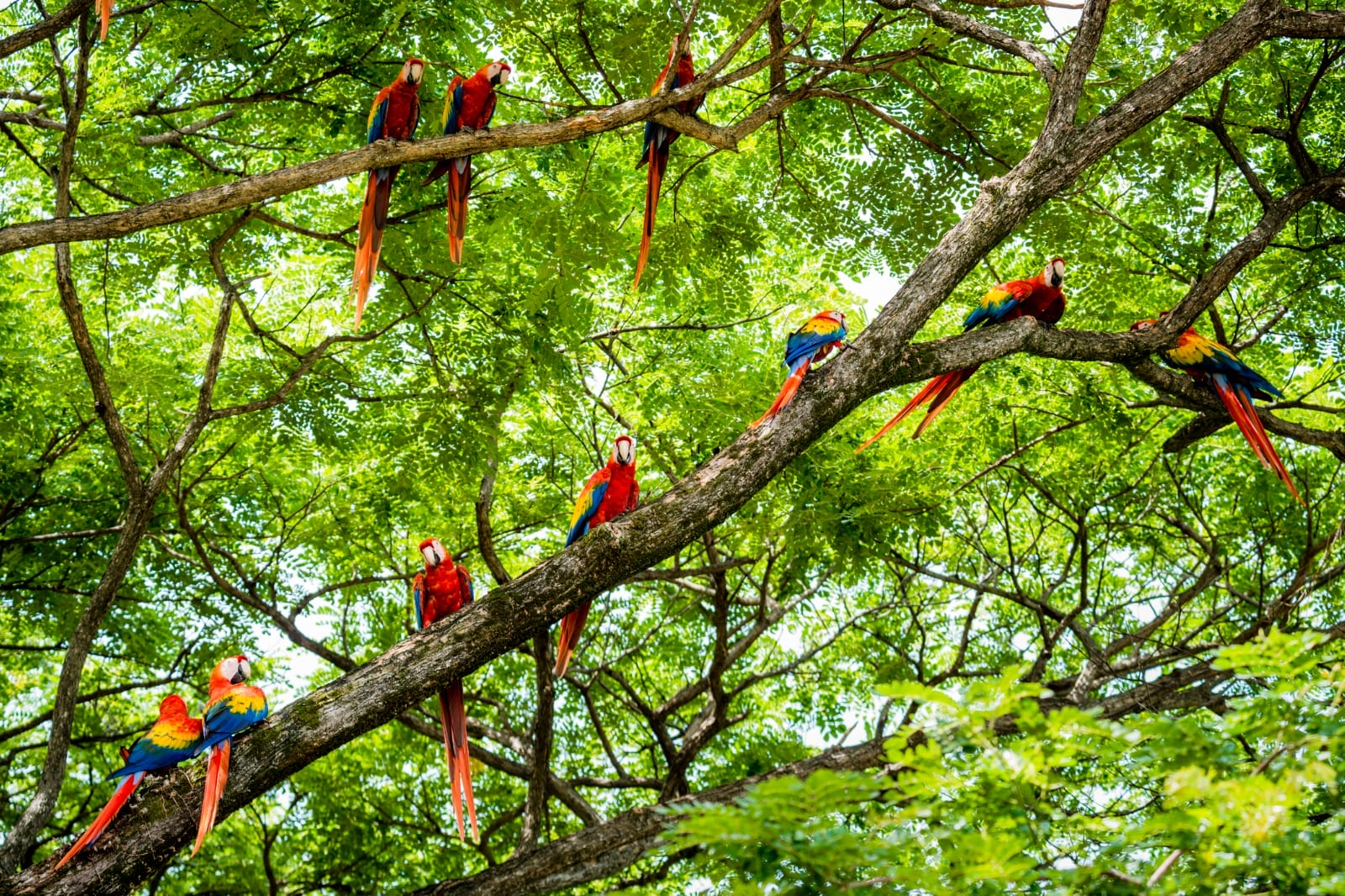 Guanacaste