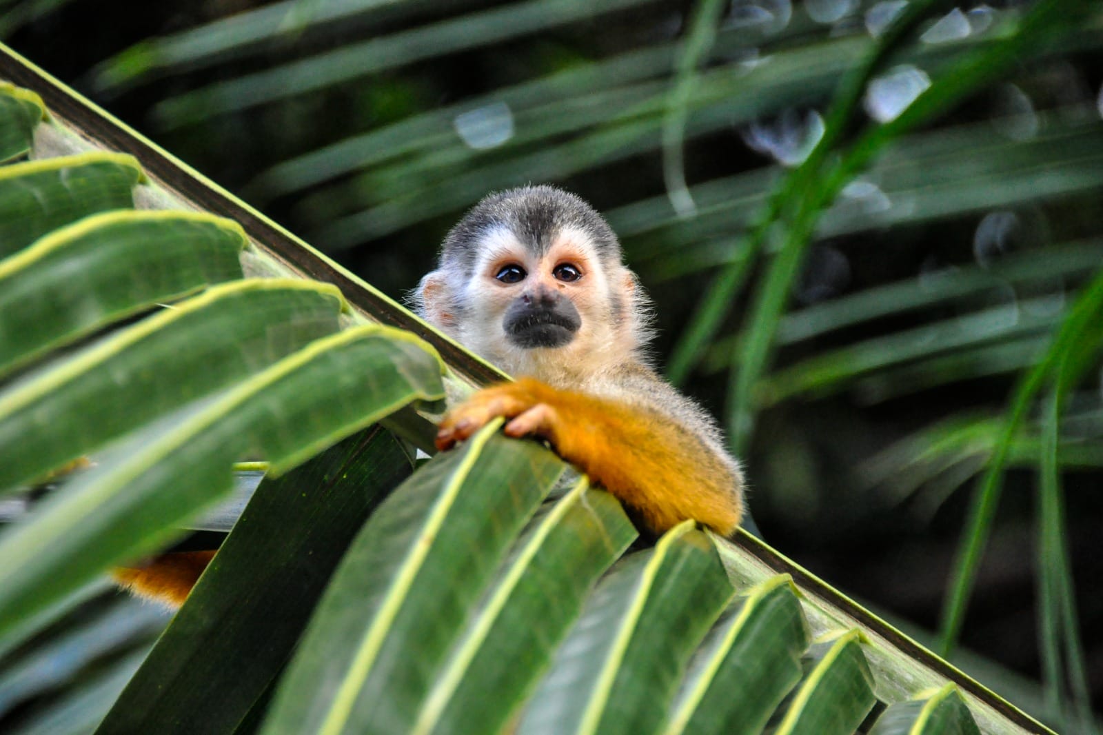 Manuel Antonio