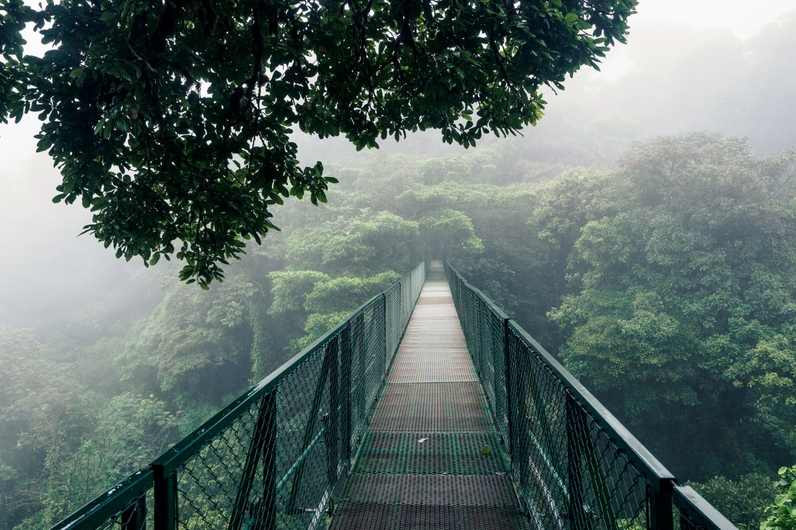 Costa Rica Discovery: Nature’s Best from Coast to Cloud Forest
