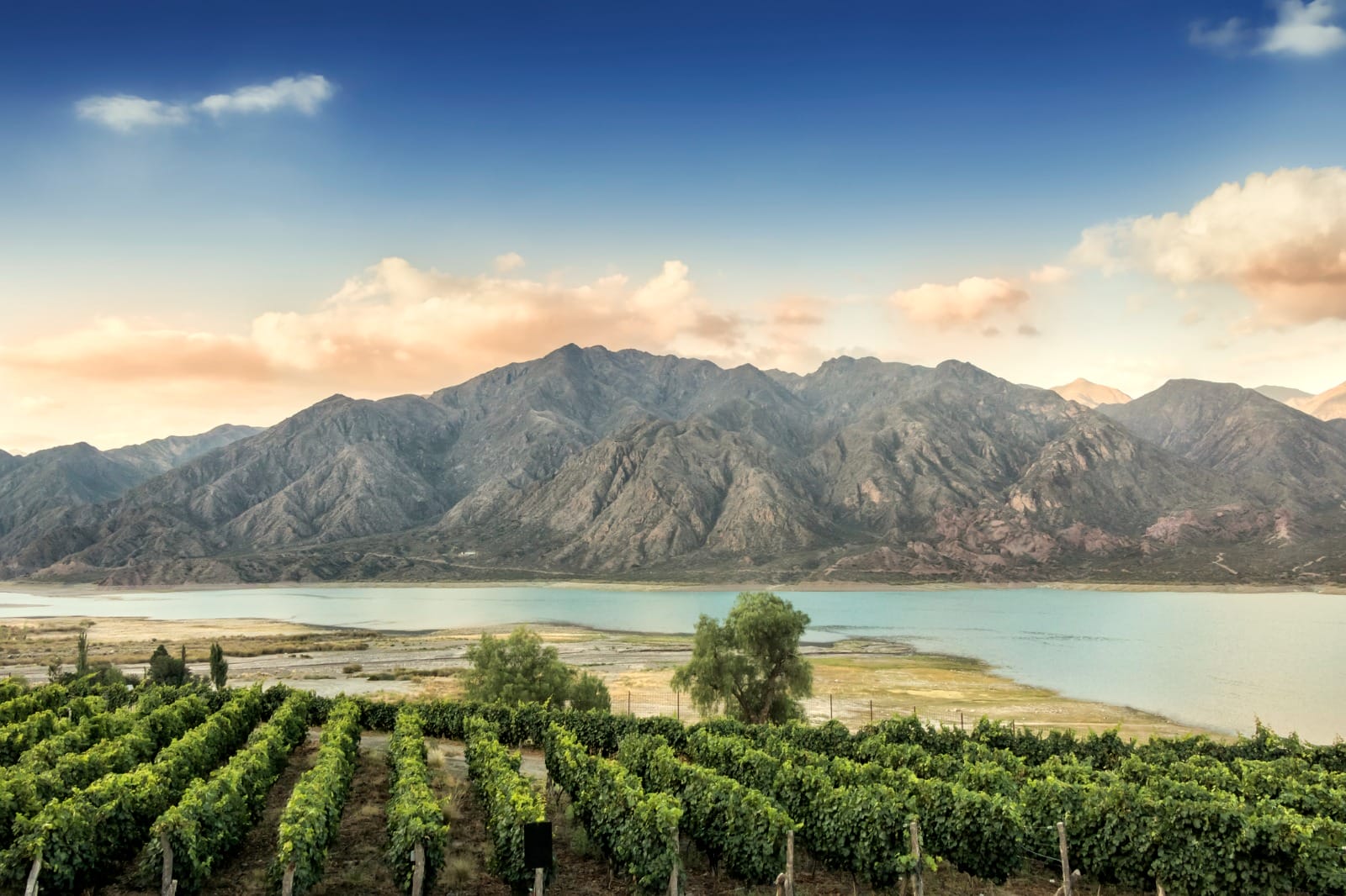 The South American Vine: A Journey Through World-Class Wine Regions