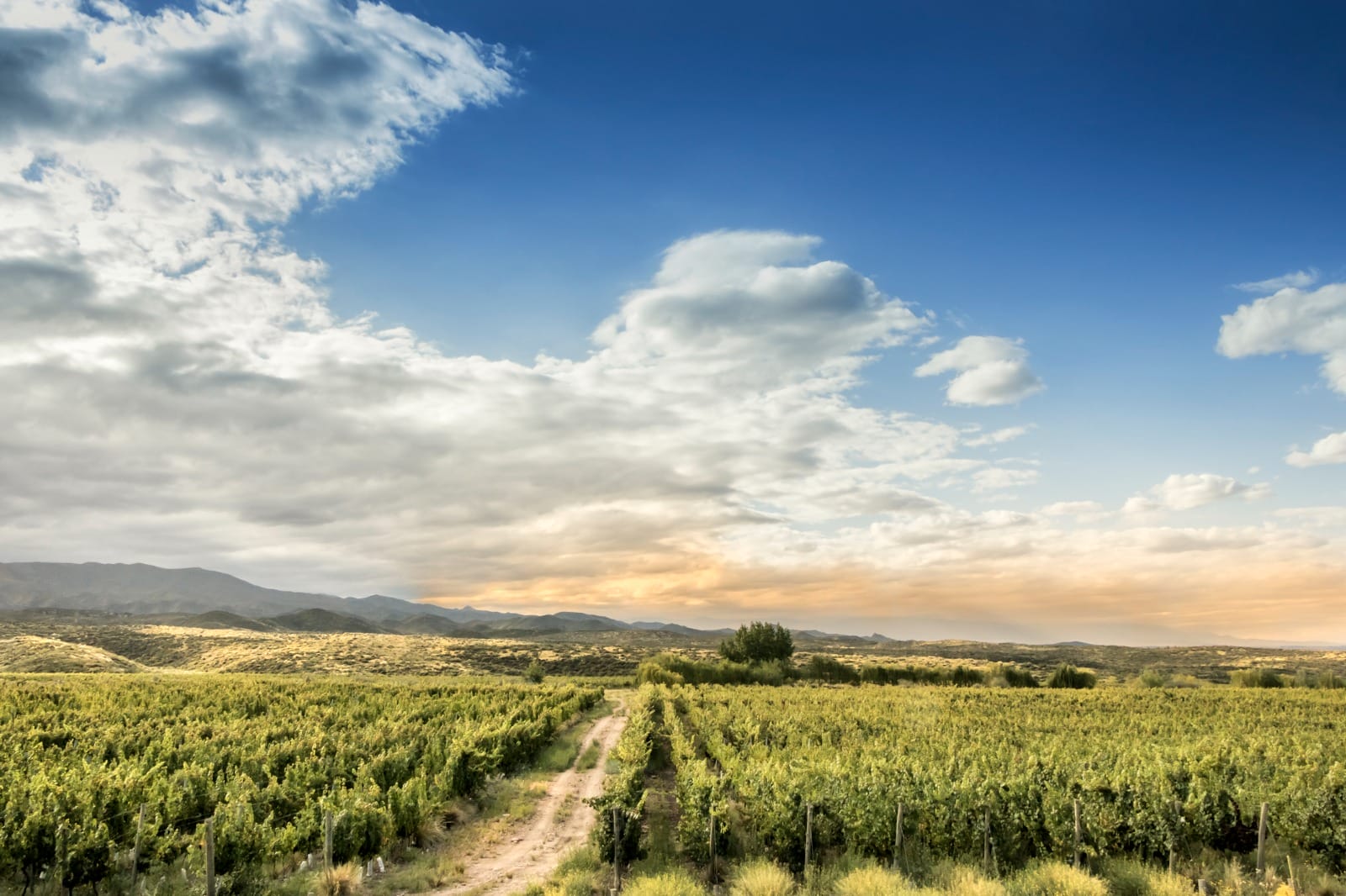 Mendoza