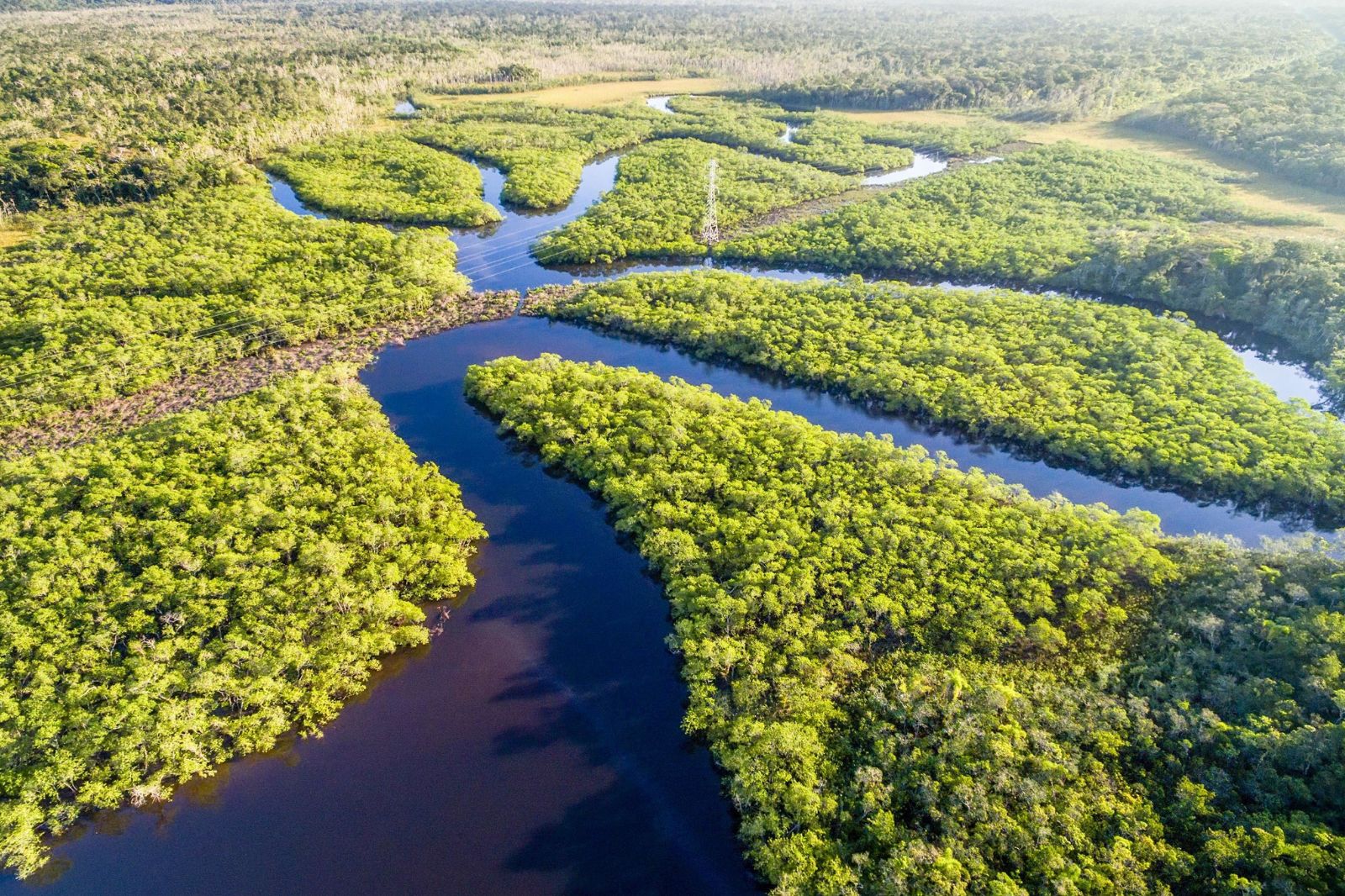 Exploring the Amazon