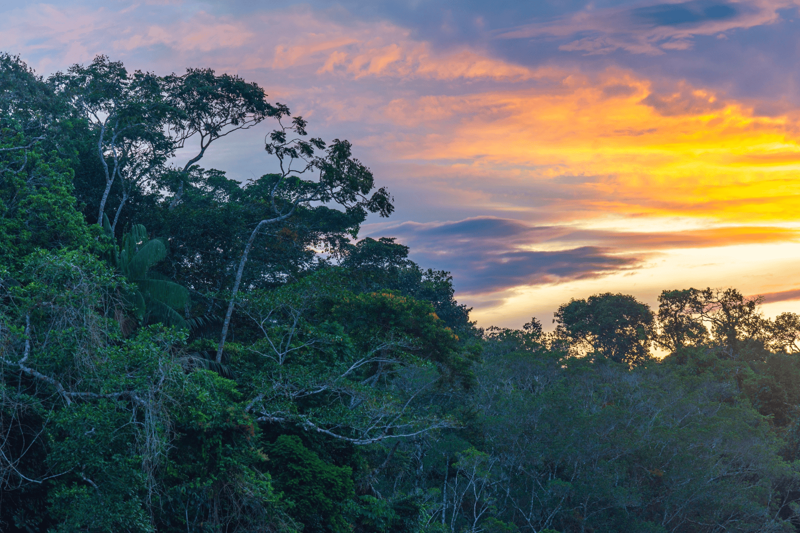 La Selva