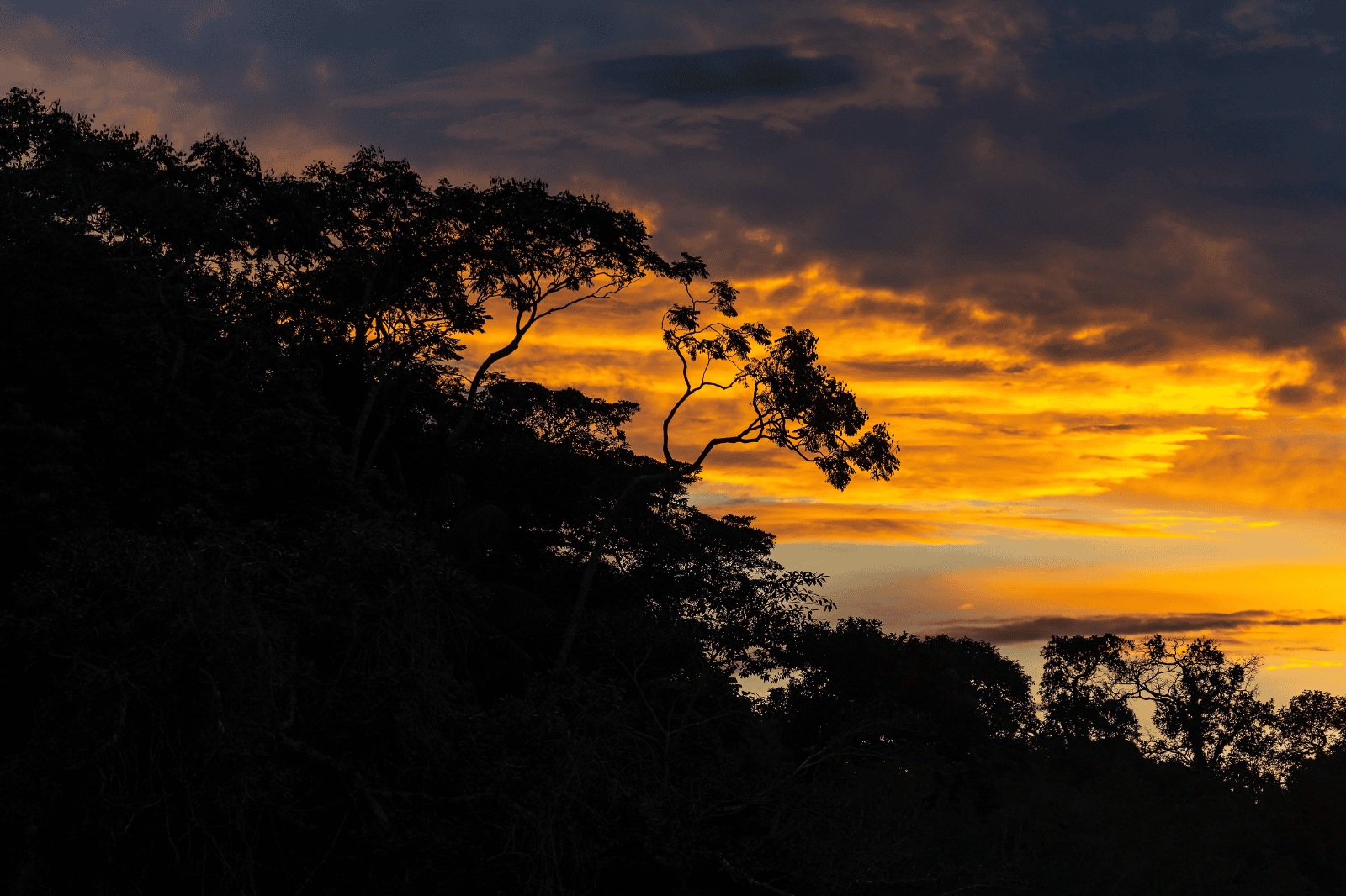 La Selva