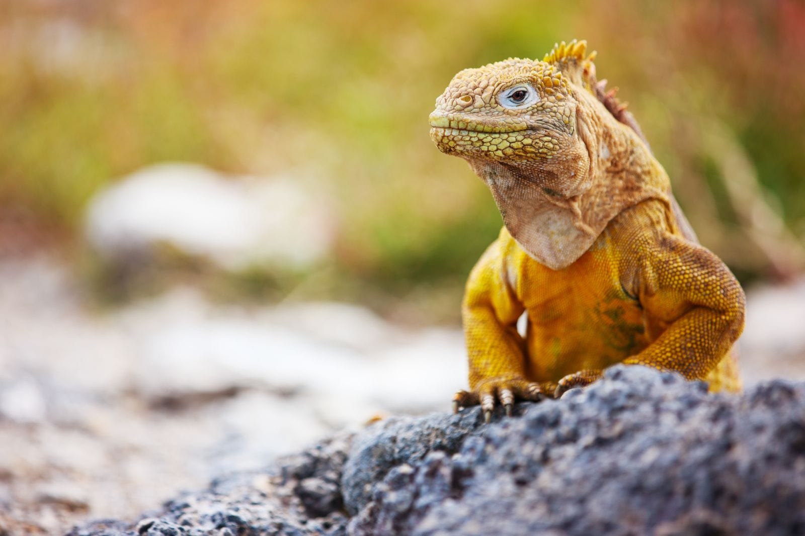 Tales of Ecuador: Journey Through Ecuador and Peru